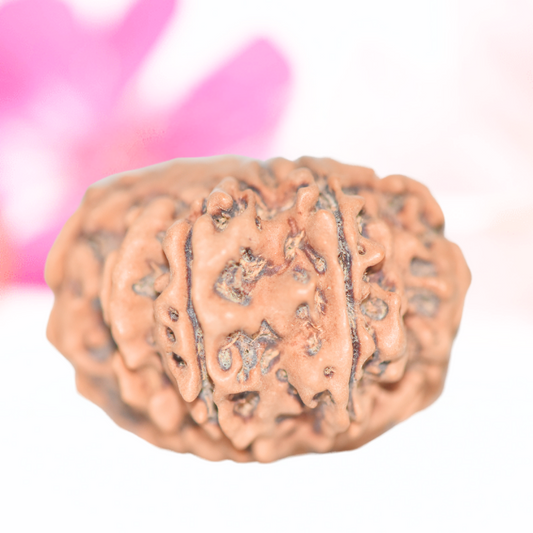 9 Mukhi Nepali Rudraksha - Large