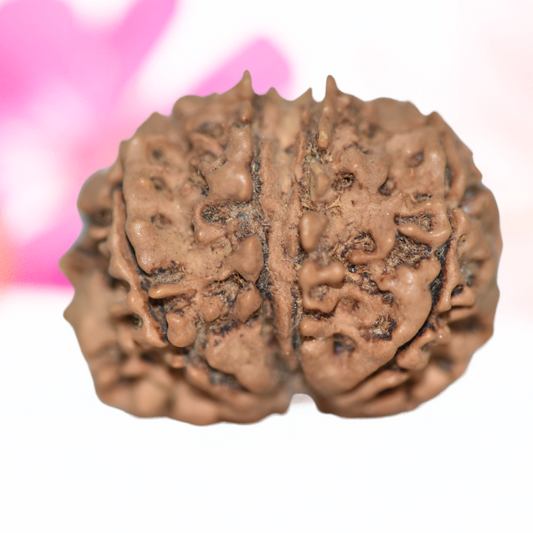 9 Mukhi Nepali Rudraksha - Large