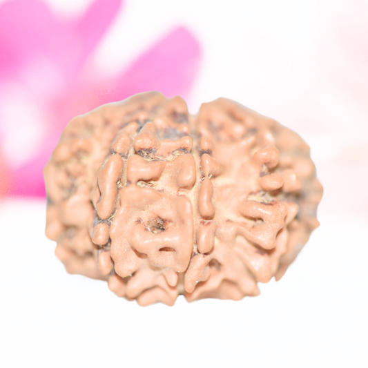 9 Mukhi Nepali Rudraksha - Large