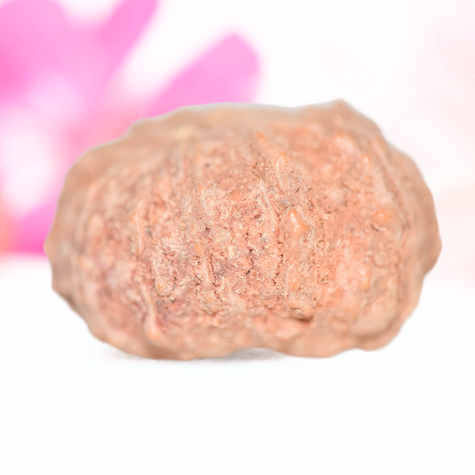 9 Mukhi Nepali Rudraksha - Large