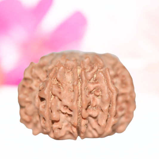 9 Mukhi Nepali Rudraksha - Large