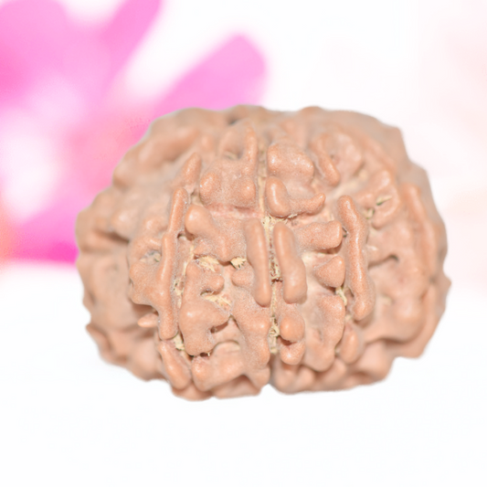 9 Mukhi Nepali Rudraksha - Large