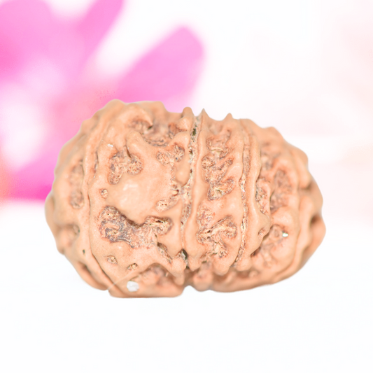 9 Mukhi Nepali Rudraksha - Large