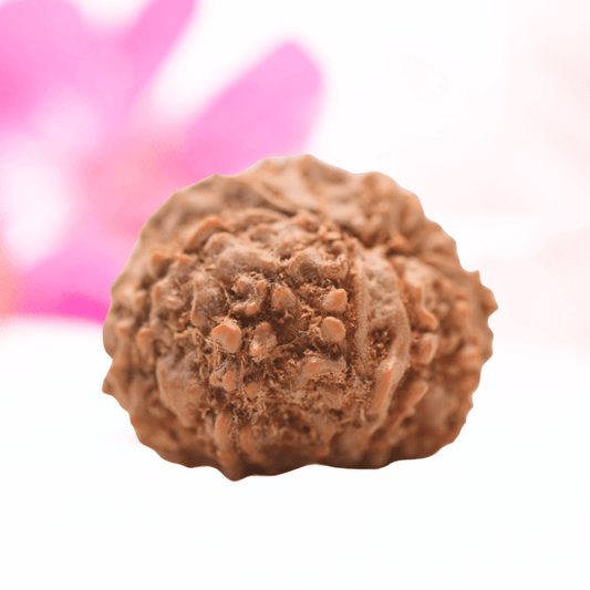 9 Mukhi Nepali Rudraksha - Regular