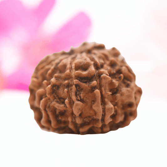 9 Mukhi Nepali Rudraksha - Regular