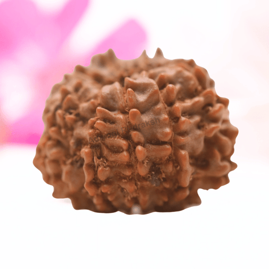 9 Mukhi Nepali Rudraksha - Regular