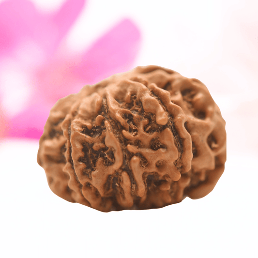 9 Mukhi Nepali Rudraksha - Regular