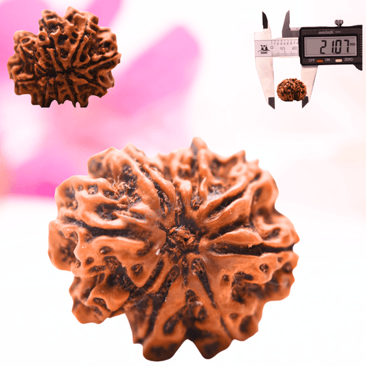 9 Mukhi Nepali Rudraksha - Regular