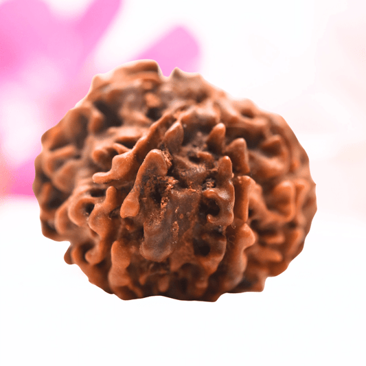 9 Mukhi Nepali Rudraksha - Regular