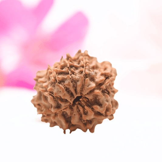 9 Mukhi Nepali Rudraksha - Regular