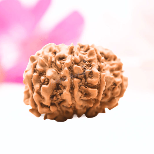 9 Mukhi Nepali Rudraksha - Regular