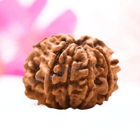 9 Mukhi Nepali Rudraksha - Regular