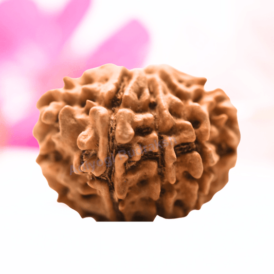 9 Mukhi Nepali Rudraksha - Regular