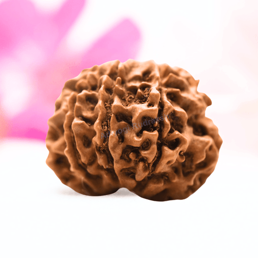 9 Mukhi Nepali Rudraksha - Regular