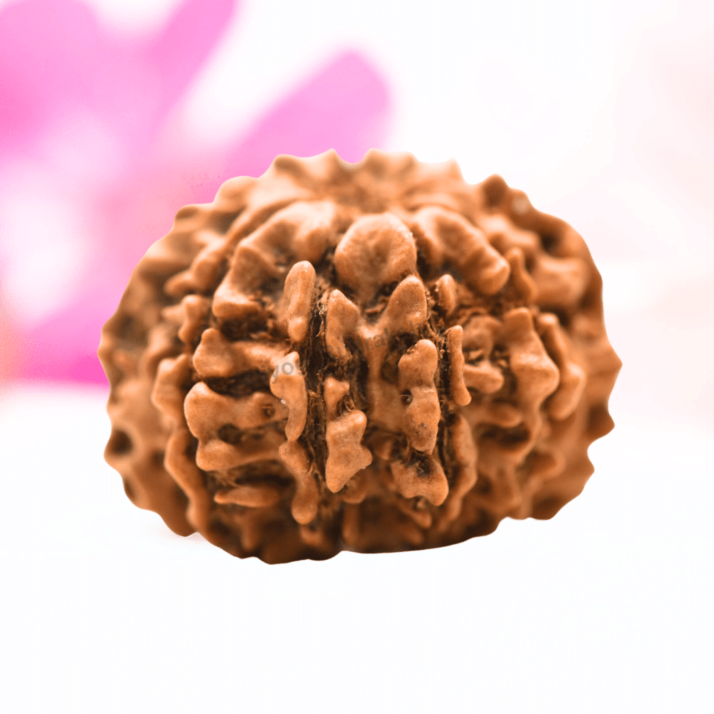 9 Mukhi Nepali Rudraksha - Regular