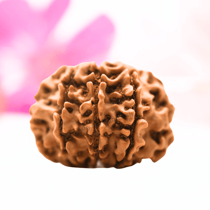 9 Mukhi Nepali Rudraksha - Regular