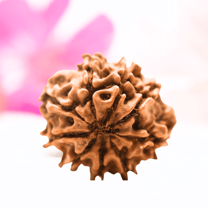 9 Mukhi Nepali Rudraksha - Regular