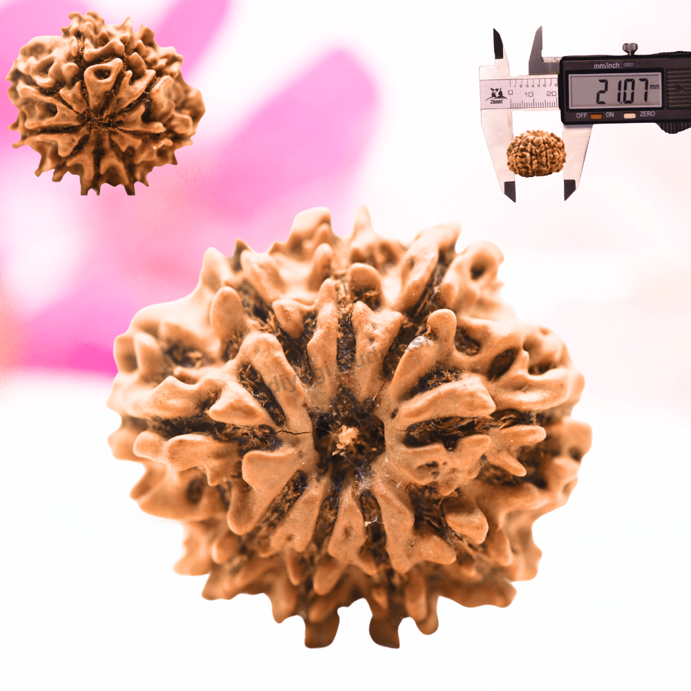 9 Mukhi Nepali Rudraksha - Regular