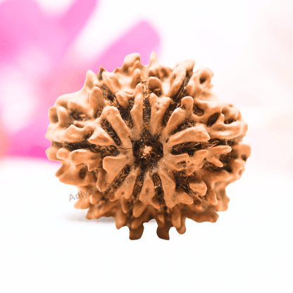 9 Mukhi Nepali Rudraksha - Regular