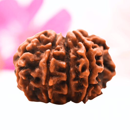 9 Mukhi Nepali Rudraksha - Regular