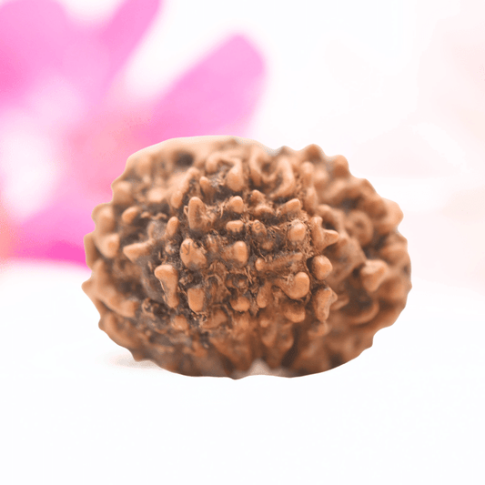 9 Mukhi Nepali Rudraksha - Regular