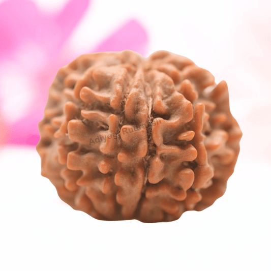 9 Mukhi Nepali Rudraksha - Regular