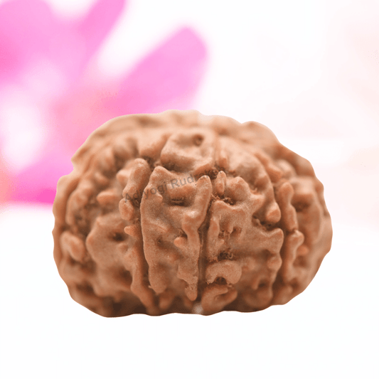 9 Mukhi Nepali Rudraksha - Regular