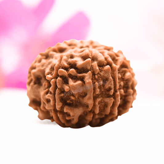 9 Mukhi Nepali Rudraksha - Regular