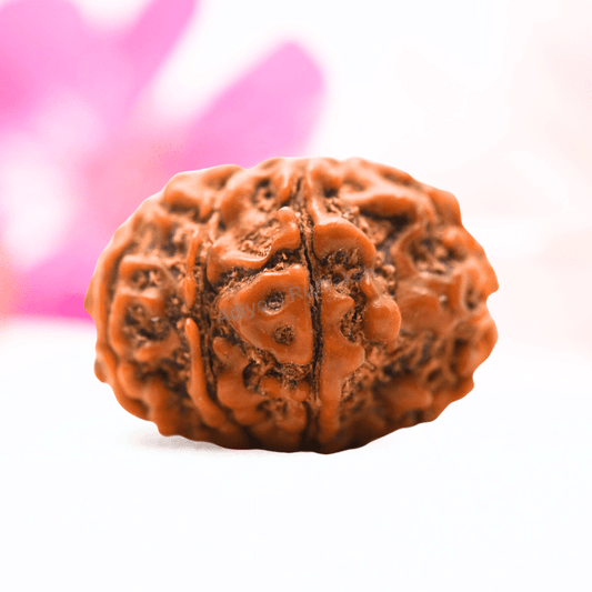 9 Mukhi Nepali Rudraksha - Regular