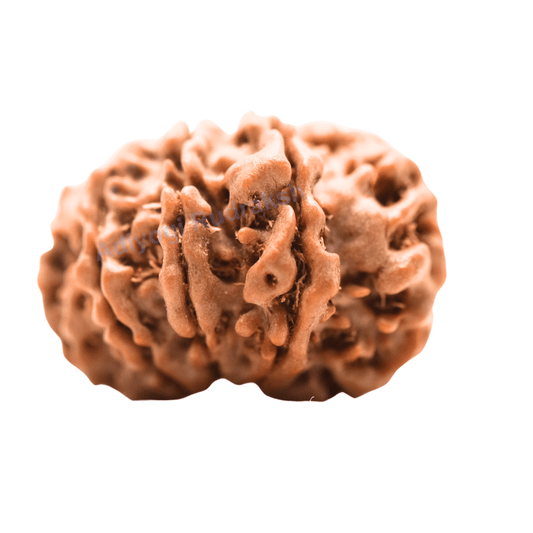 9 Mukhi Nepali Rudraksha - Regular