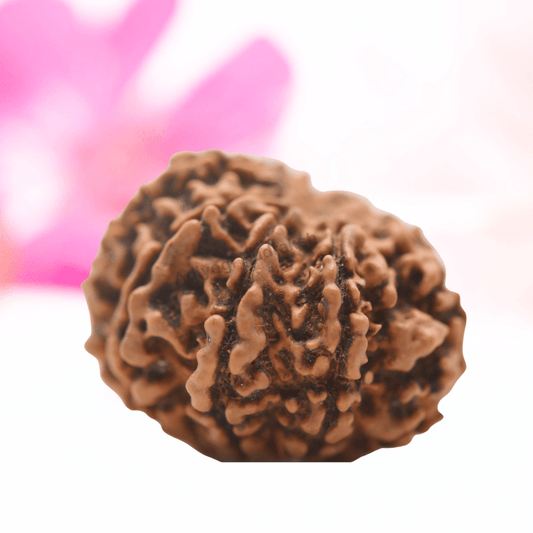 9 Mukhi Nepali Rudraksha - Regular