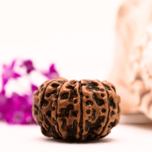 9 Mukhi Nepali Rudraksha - Super Collector