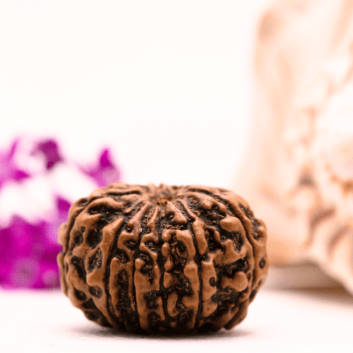 9 Mukhi Nepali Rudraksha - Super Collector