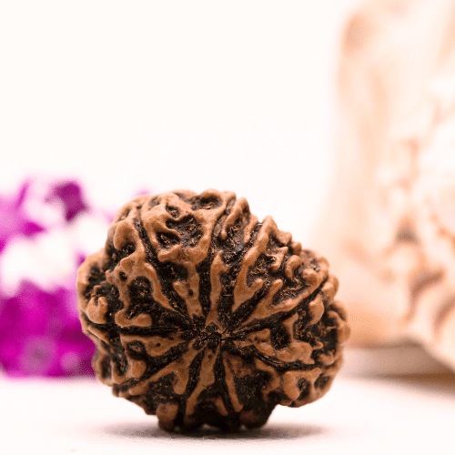 9 Mukhi Nepali Rudraksha - Super Collector