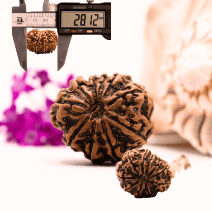 9 Mukhi Nepali Rudraksha - Super Collector