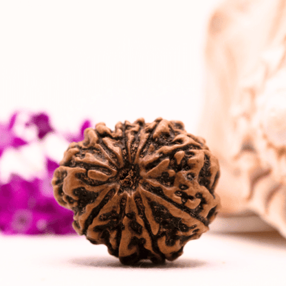 9 Mukhi Nepali Rudraksha - Super Collector